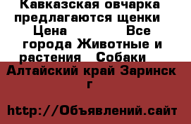 Кавказская овчарка -предлагаются щенки › Цена ­ 20 000 - Все города Животные и растения » Собаки   . Алтайский край,Заринск г.